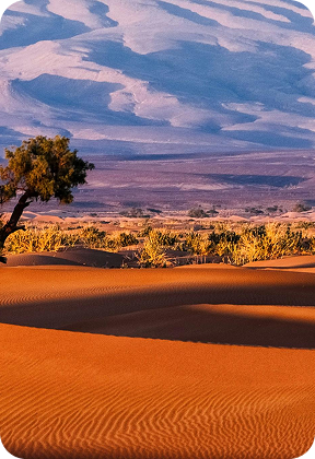 Greens – Desert