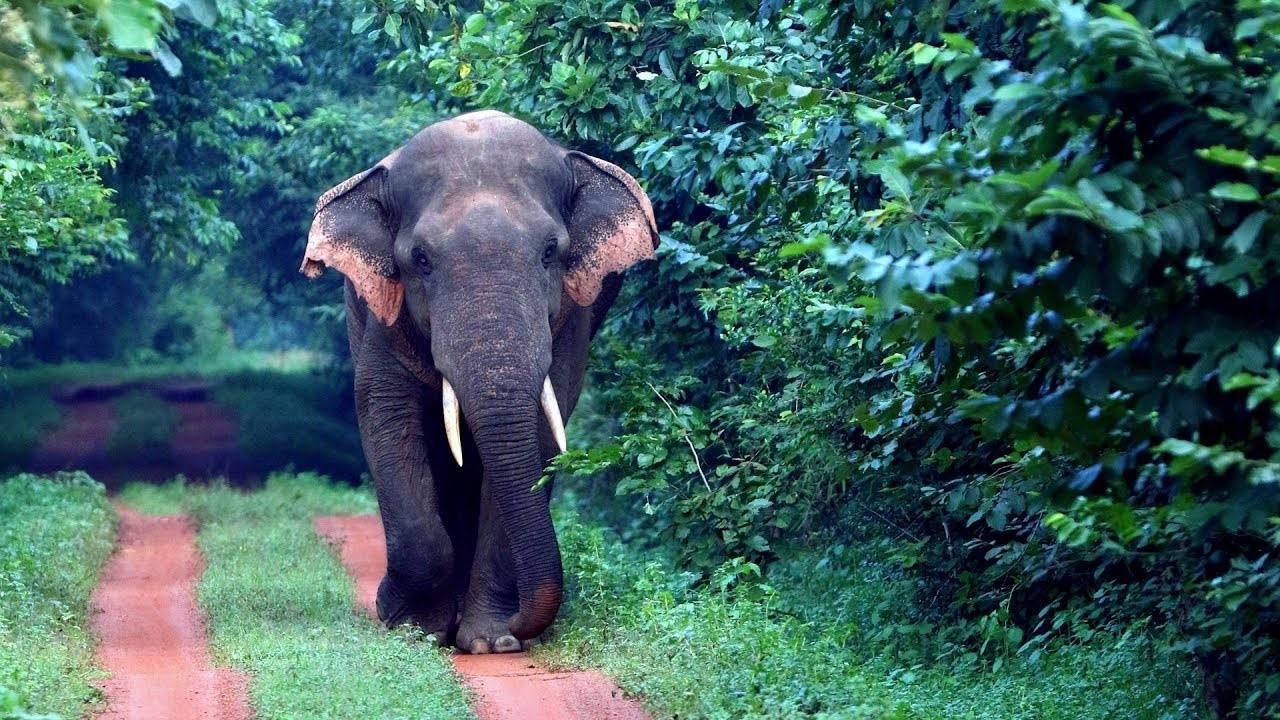 Call Of The Wild – Similipal